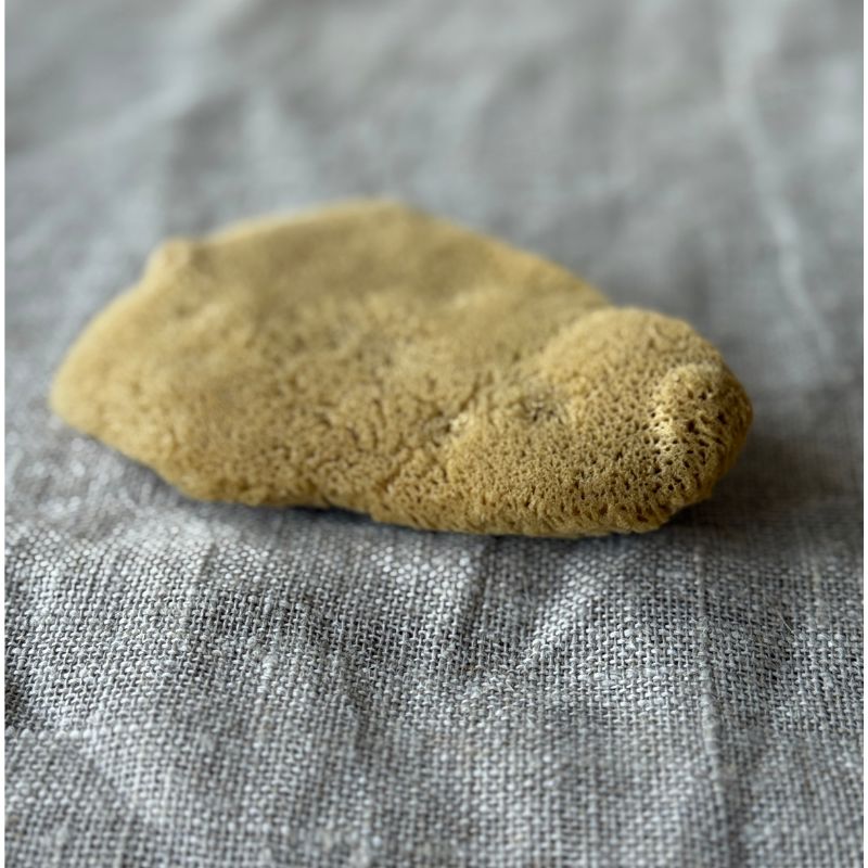 Genuine Sponge - Elephant Ear
