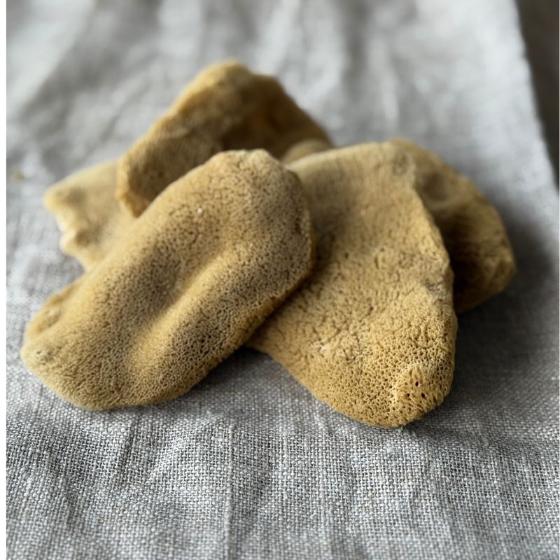 Genuine Sponge - Elephant Ear