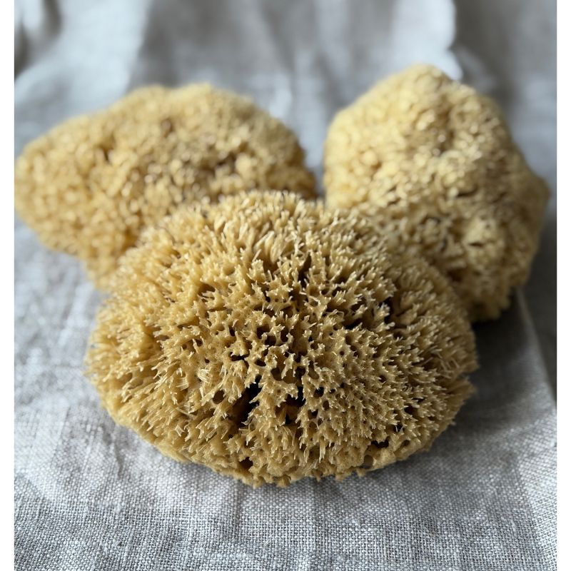 Genuine Body Sponge - Honeycomb, large