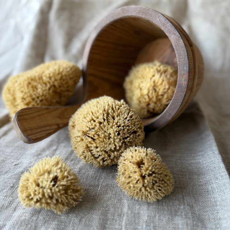 Genuine Body Sponge - Honeycomb, large