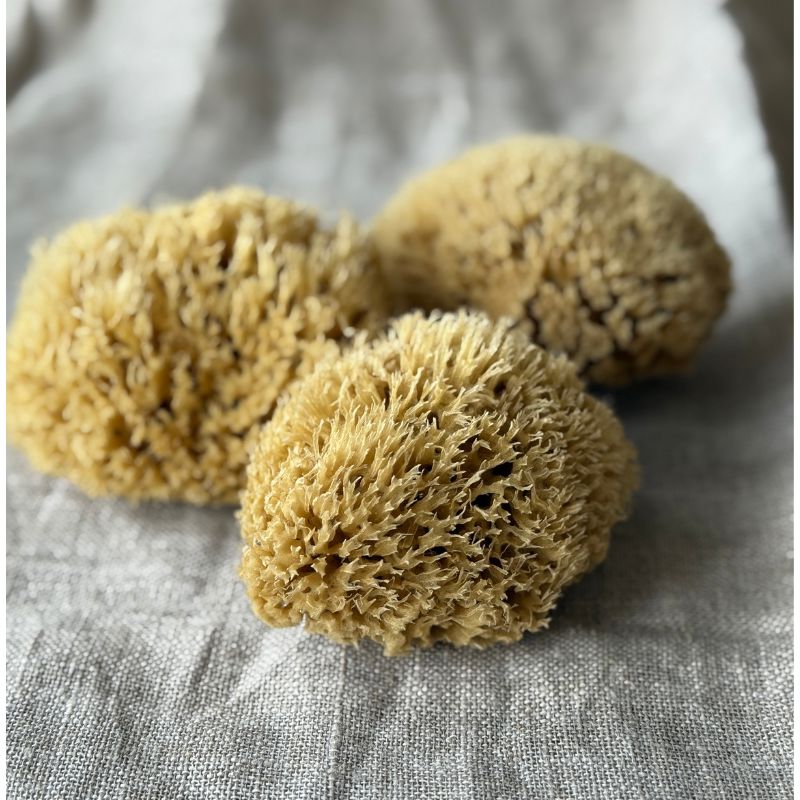 Genuine Body Sponge - Honeycomb, medium size