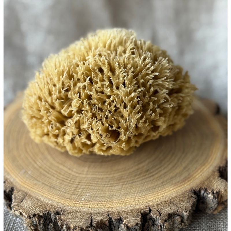 Genuine Body Sponge - Honeycomb, medium size