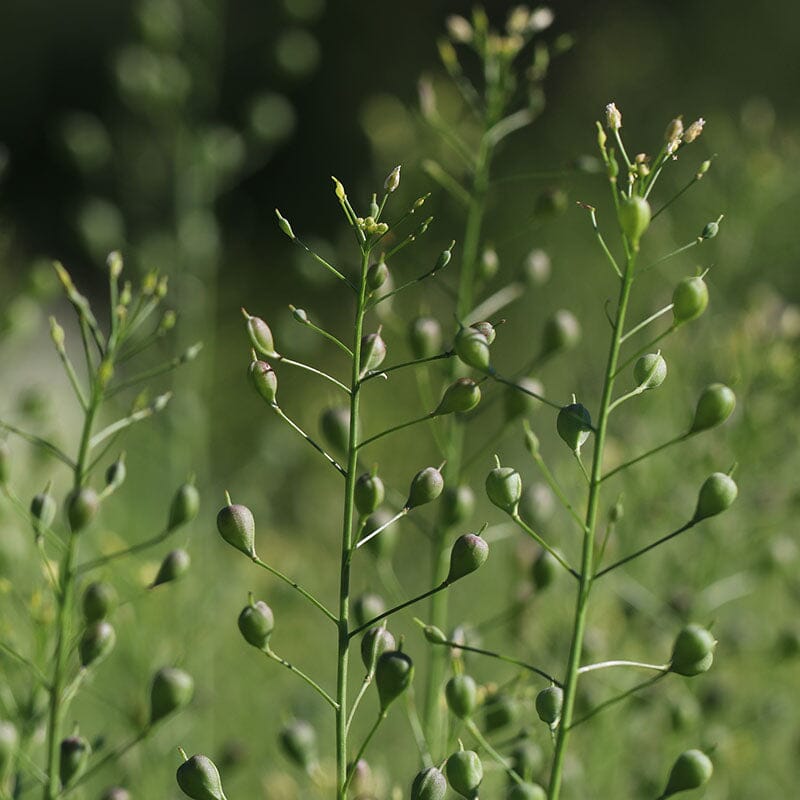 Camelina Oil (Domestic) | SATIVA SEED OIL 100ml