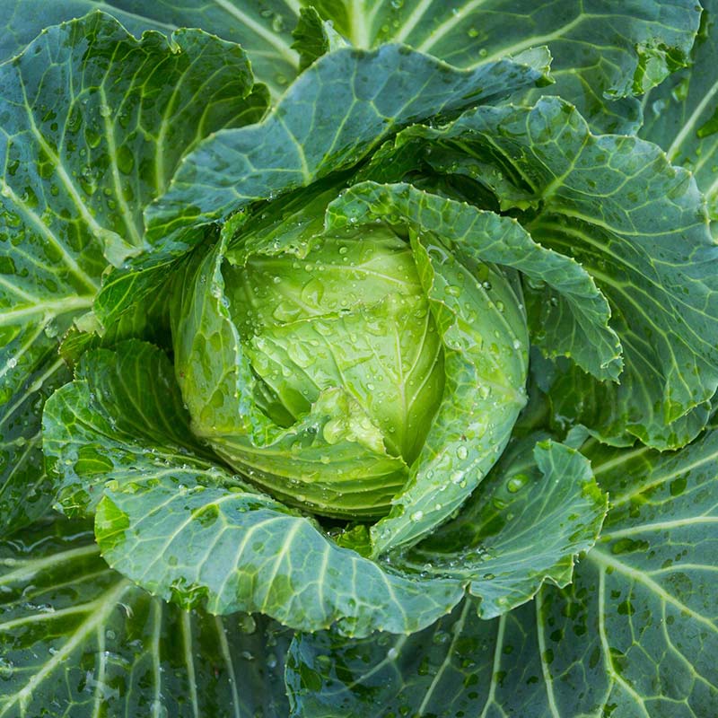 Cabbage-ginger-fir resin cream