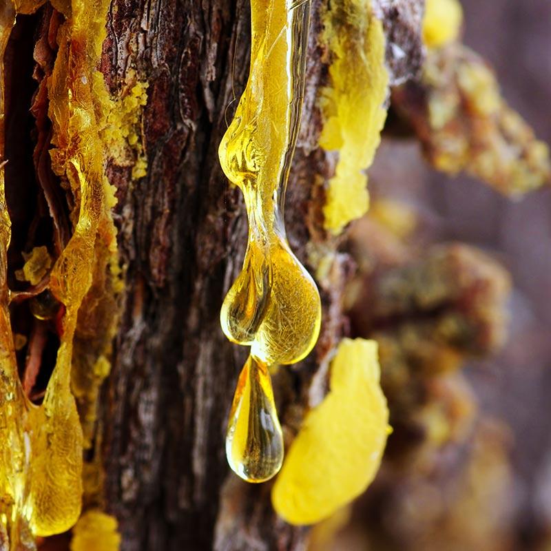 Cabbage-ginger-fir resin cream