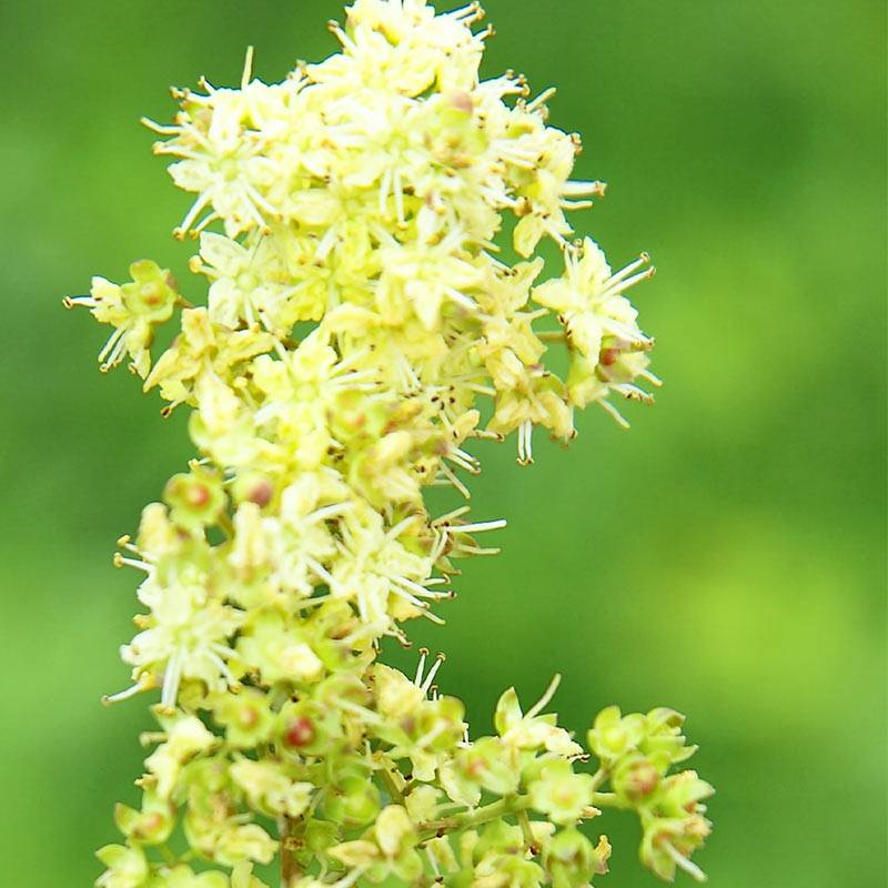 Kasvihiusväri - Copper