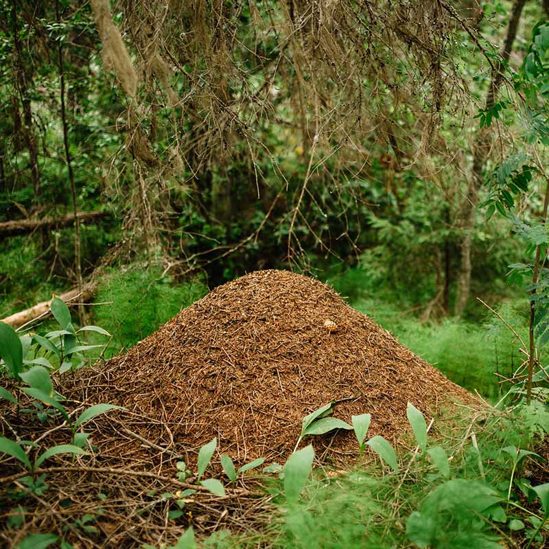 Muurahaissprii-kuusenpihkavoide 40 ml